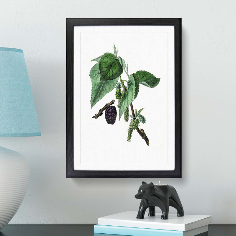 Black Mulberry Plant Illustration - Picture Frame Art Print, 65cm H x 48cm W x 2cm D, Black Framed