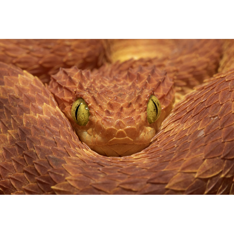 Close-Up Of Venomous Bush by Mark Kostich - Wrapped Canvas Print