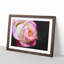 Pink Tipped Rose - Picture Frame Graphic Art Print-56704880-56704881