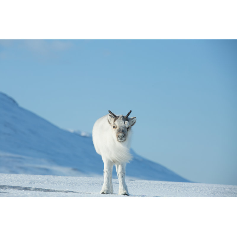 Little Fluffy Reindeer by Suzi Media Production - Wrapped Canvas Print, 30cm H x 46cm W