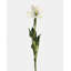 Tulipe blanc crème 22,5 po-240819715