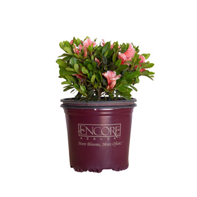 1 Gallon Autumn Sunburst Encore Azalea - Reblooming Azalea with Multi-Color Blooms