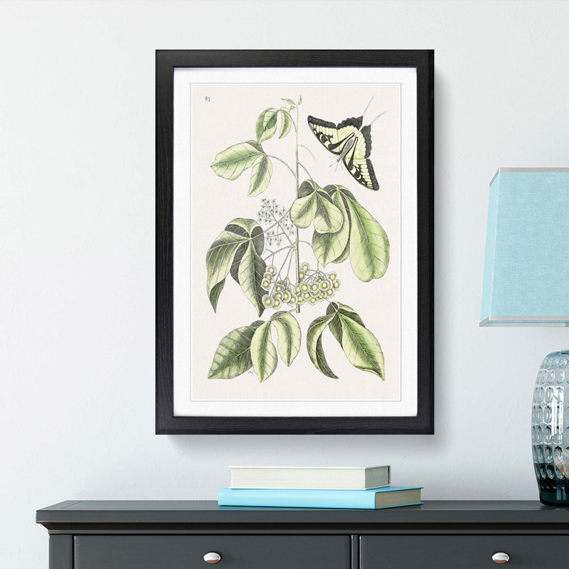 Swallowtail Butterfly by Mark Catesby - Framed Print, Black Framed, 87cm H x 62cm W x 2cm D