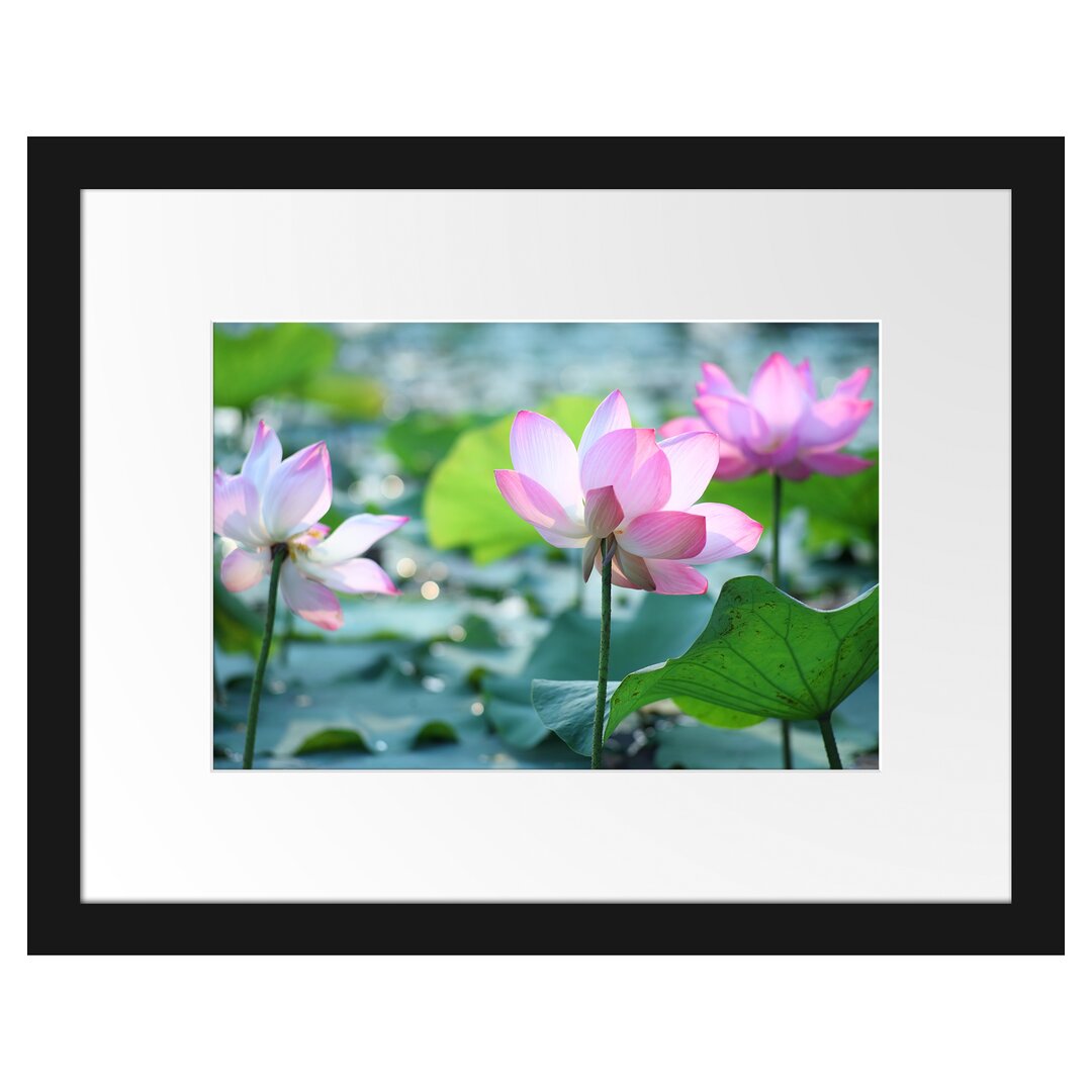 Gerahmtes Poster Rosa Lotusblüte im Teich