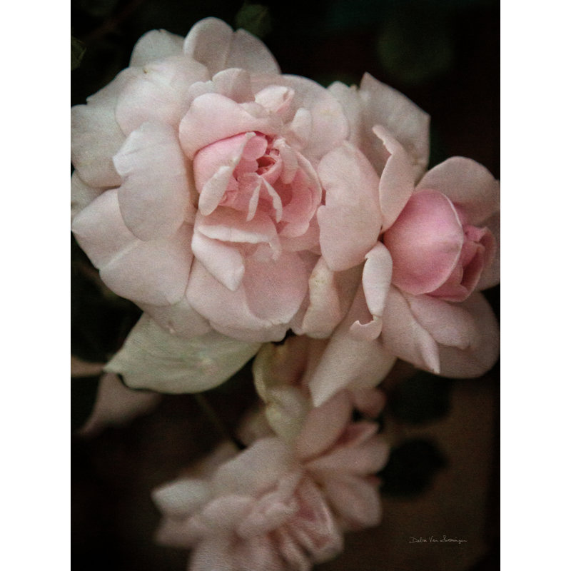 Douces roses I par Debra Van Swearingen, H 16 po x l 12 po