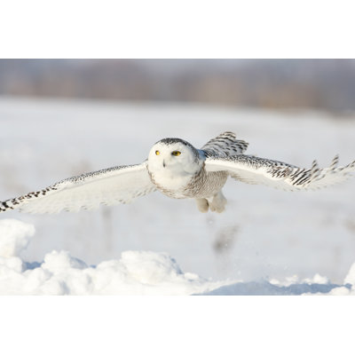 Snowy Owl by Rpbirdman - No Frame Art Prints on Canvas