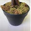 160cm Faux Tree in Pot