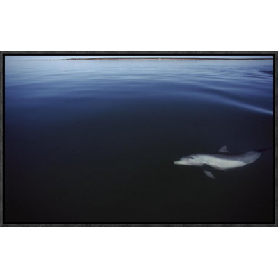 " Bottlenose Dolphin Swimming Underwater, Australia "