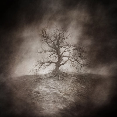 " Dead Tree "