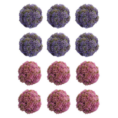 Decorative Sedum