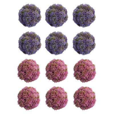 Sedum décoratif