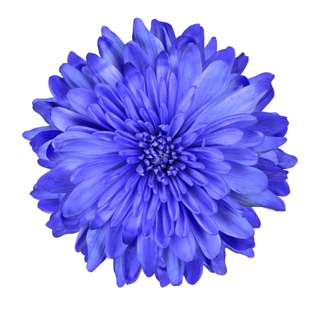 Blaue Chrysanthemenblüte - Leinwandfoto im Wickel