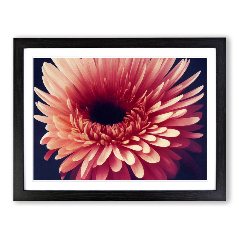Inspiring Chrysanthemum Flower - Single Picture Frame Print, Black, 46cm H x 64cm W x 2cm D