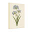 Plantes et fleurs bleues Agapanthus sur fond crème-1321892046