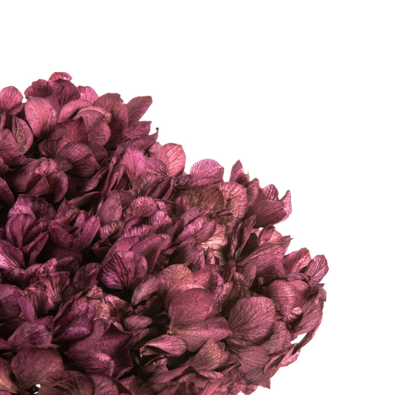 Natural Botanicals 15" Hydrangea with Multiple Branch Segments, Preserved, Purple Orchid