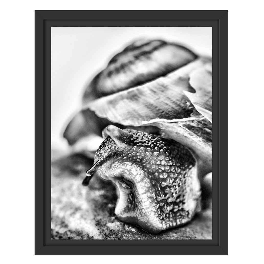 Gerahmtes Wandbild Schnecke mit Haus