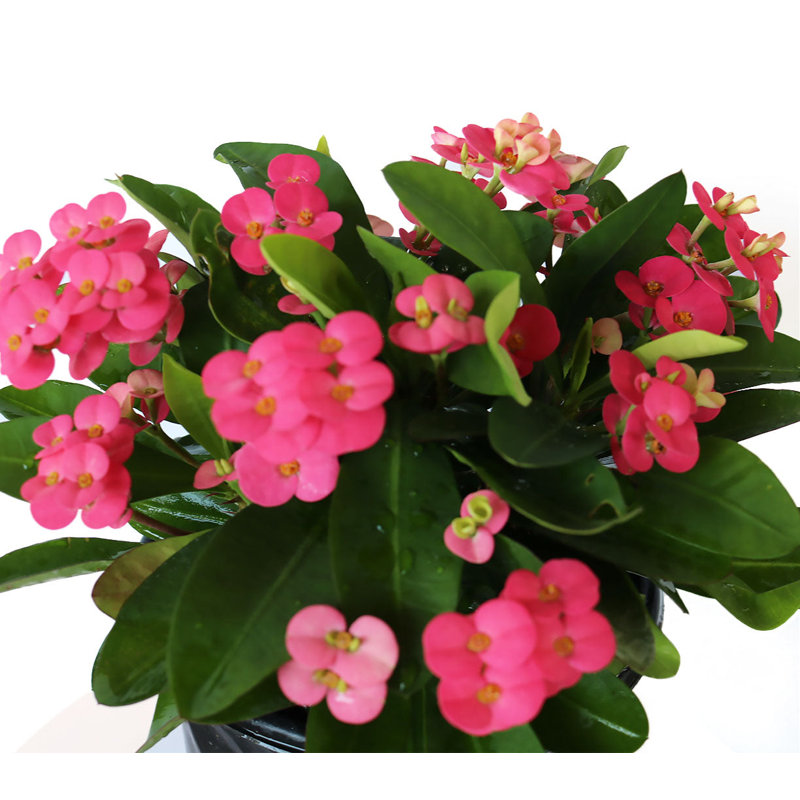 Pink Crown of Thorns Indoor Flowering Shrub in Black Pot