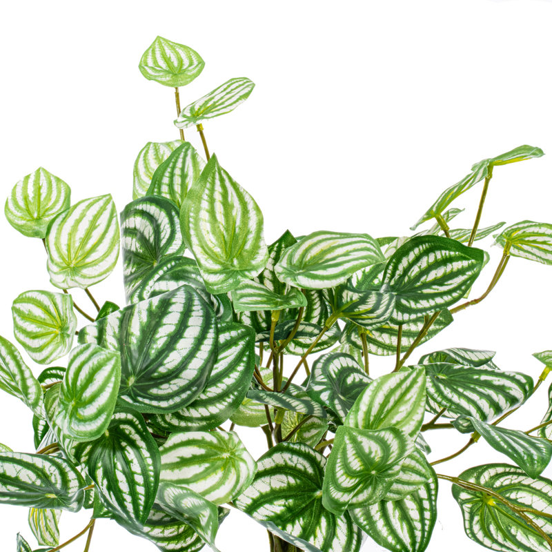  25" Artificial Watermelon Peperomia Bush
