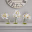 Orchids Arrangement in Vase