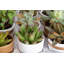 48 Piece Costa Farms Live Mini Succulent Low Maintenance Plant in Ceramic Pot