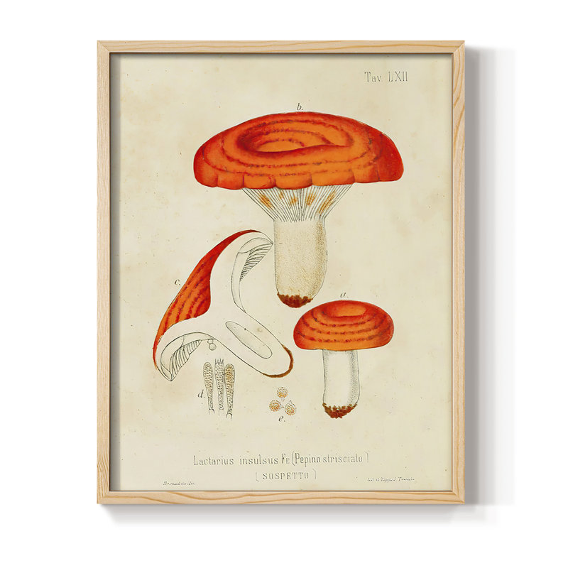 Reproduction encadrée Mushroom Variétés - bois massif, H 11 po x l 9 po