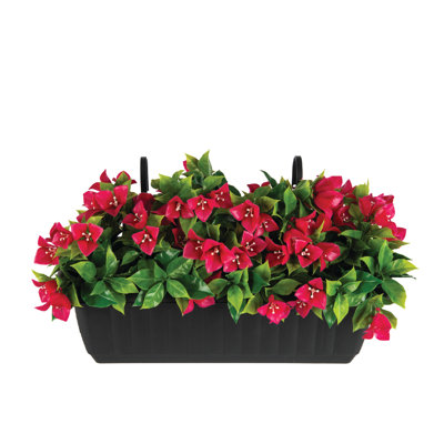 Bougain d'extérieur Fuschia. Pot à fleurs