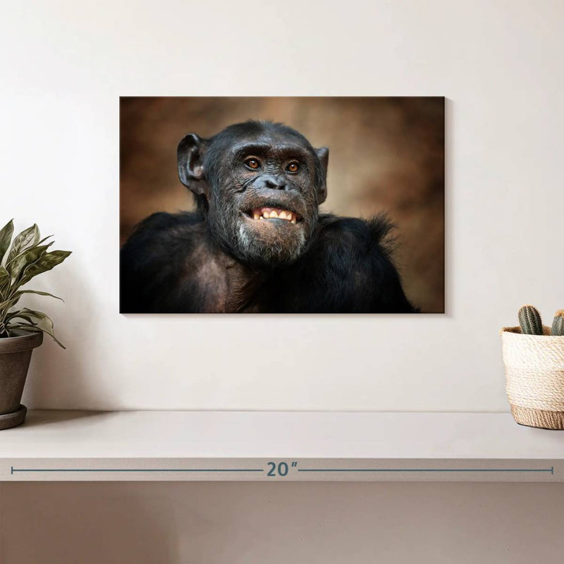 Drôle de chimpanzé, H 8 po x l 12 po