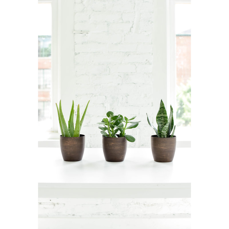 Live Zeylancia Snake Plant in Classic Pot, Copper