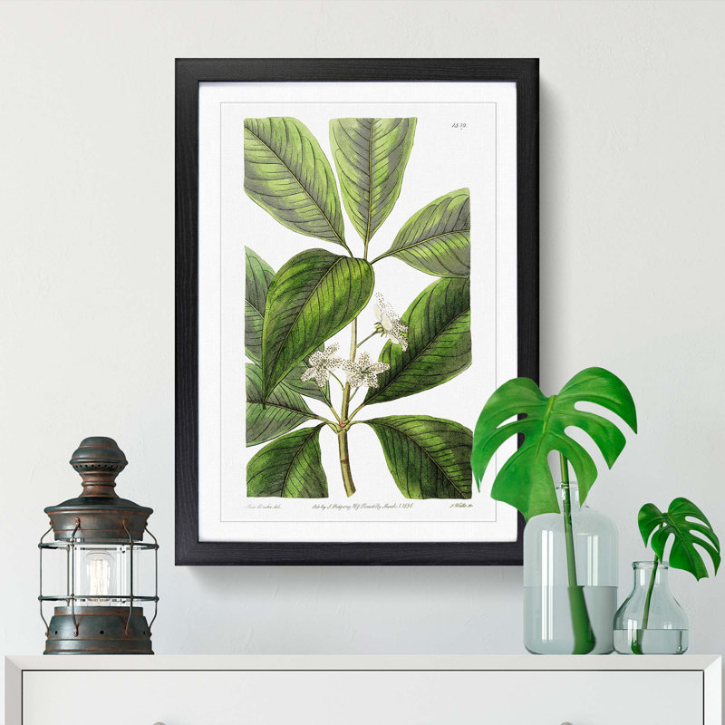 Flowering Tristania Plant - Picture Frame Painting Print, Black Framed, 48cm H x 36cm W x 2cm D