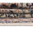 Gause Oriental Area Rug-1760763461-1826044576