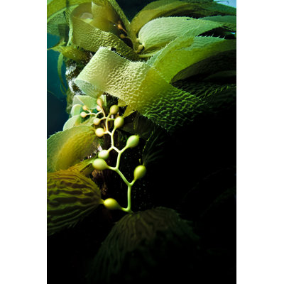 Varech géant - Photographie sur toile tendue