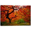 «Tree Fire» par Darren White, art mural sur toile-16283181