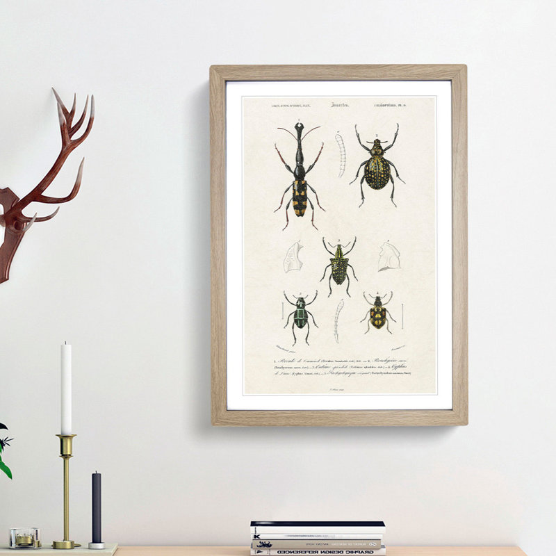 Beetle Illustrations PL.9 by Charles D'Orbigny - Single Picture Frame Print, Oak Framed, 33cm H x 24cm W x 2cm D