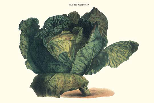 " Cabbage ", 20" H x 30" W x 1.5" D