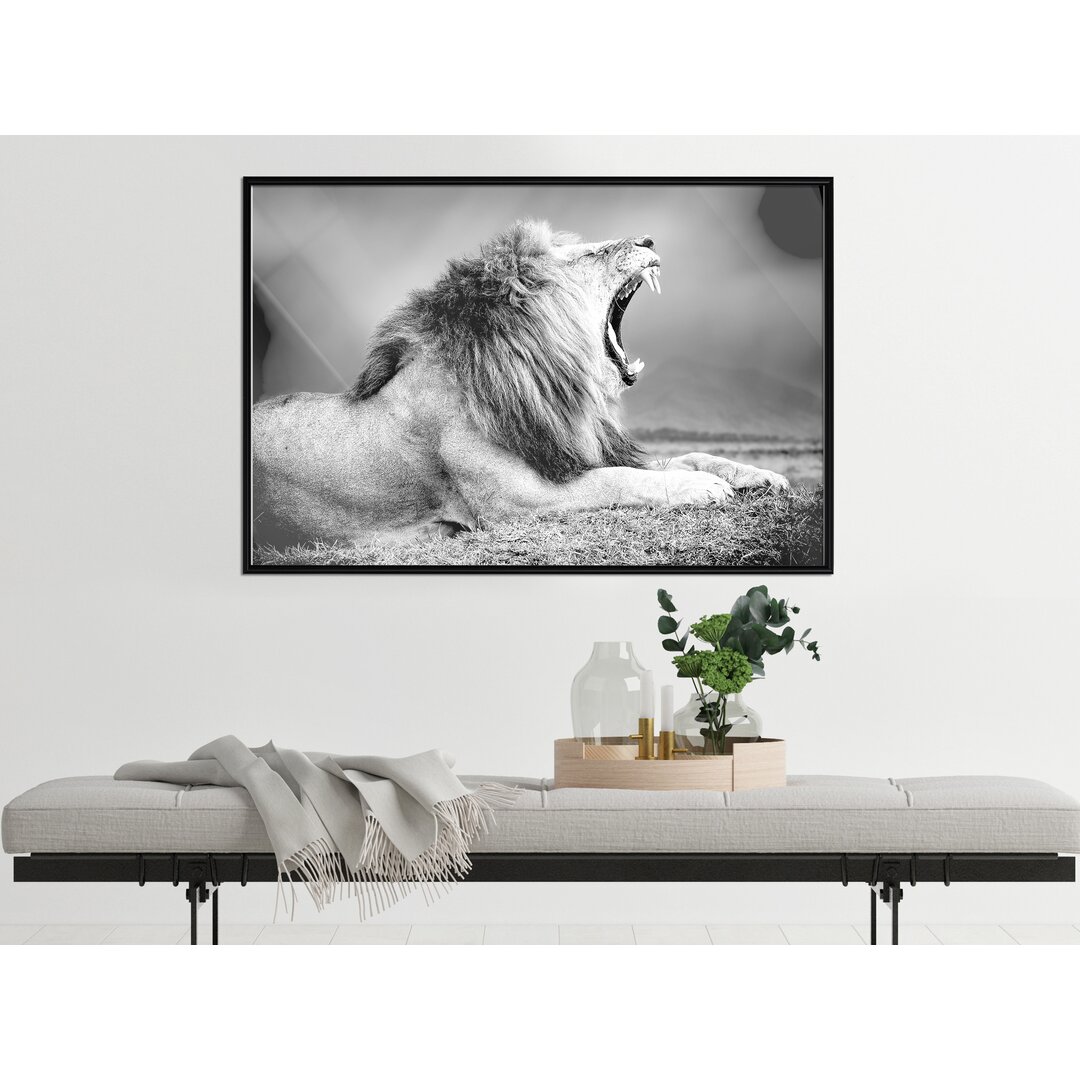 Gerahmtes Poster Yawning Lion