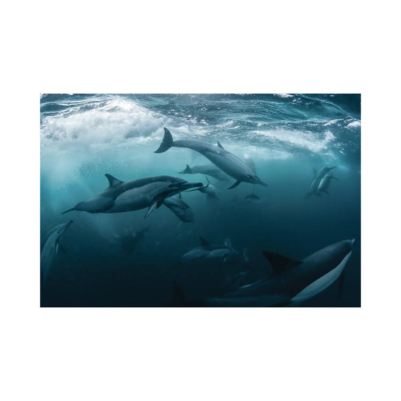 Dolphine Run 1 Piece Wrapped Canvas Wall Art, 45.72cm H x 66.04cm W x 1.91cm D