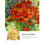 Coquelicots et marguerites rouges-782045649-782045661