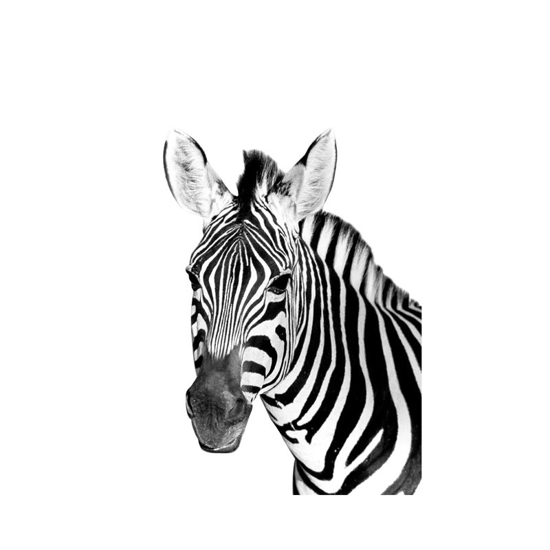 Safari Zebra by Danita Delimont - Wrapped Canvas Gallery-Wrapped Canvas Giclée, 20.32 cm H x 30.48 cm W