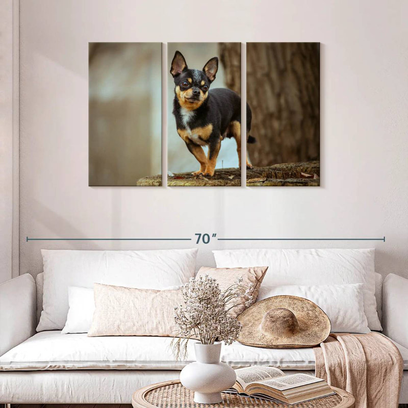 Tri Chihuahua