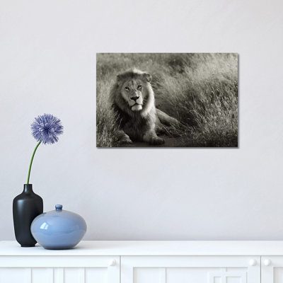 B&W Lion at Rest 1 Piece Wall Art on Canvas