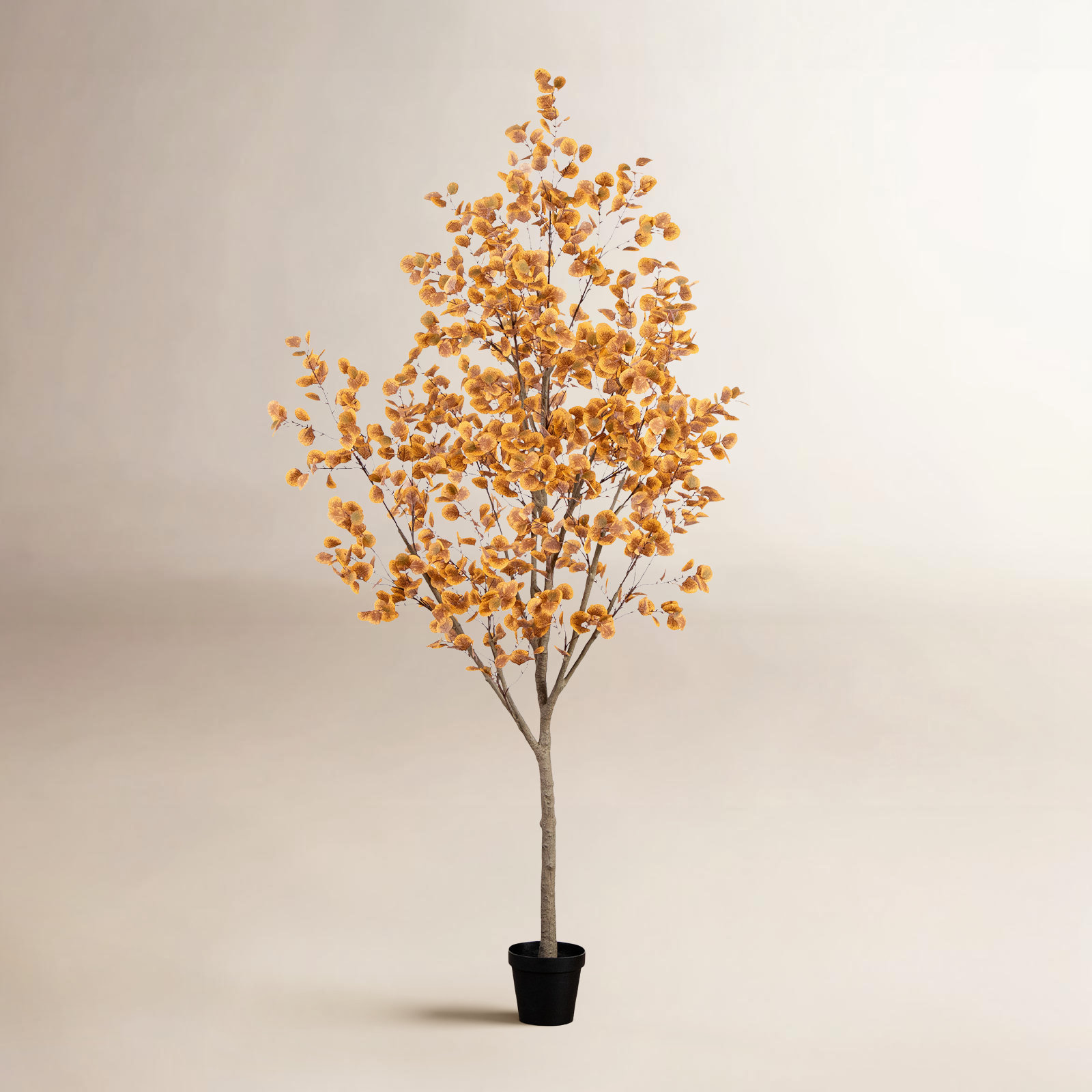 108" Eucalyptus Tree in Nursery Pot, 108" H x 48" W x 48" D