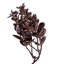 Guirlande d'eucalyptus artificiel brun 5 pi
