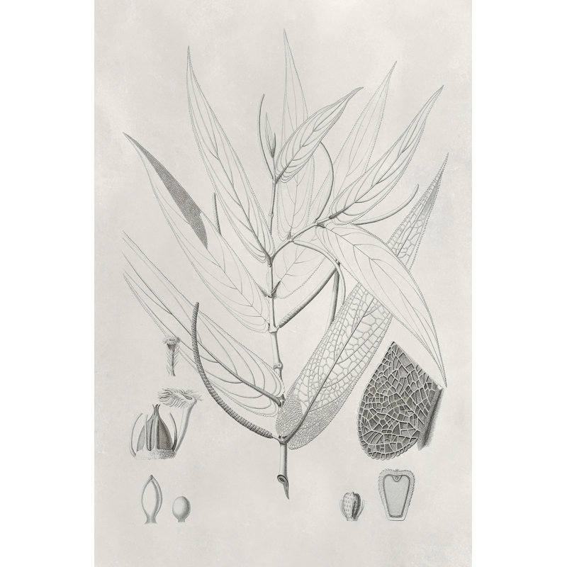 Vintage Leaves IV - Drawing, 30 cm H x 20 cm W, Wrapped Canvas