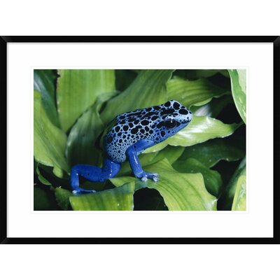 Blue Poison Dart Frog Very Tiny Frog Used By Indian Tribes To Poison Tips of Arrows, Native To South America' Framed Photographic Print -  Global Gallery, DPF-397253-1624-266