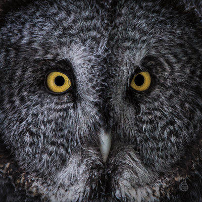 " Great Gray Owl "