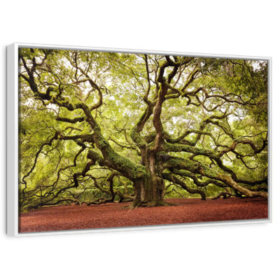 Charleston Angel Oak Tree