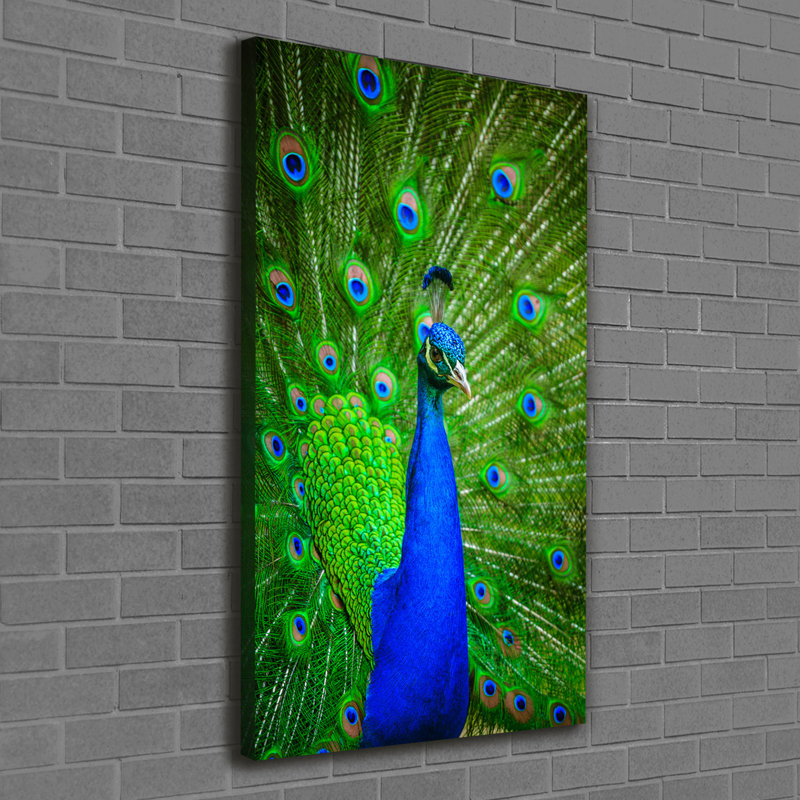 Peacock - Wrapped Canvas Print