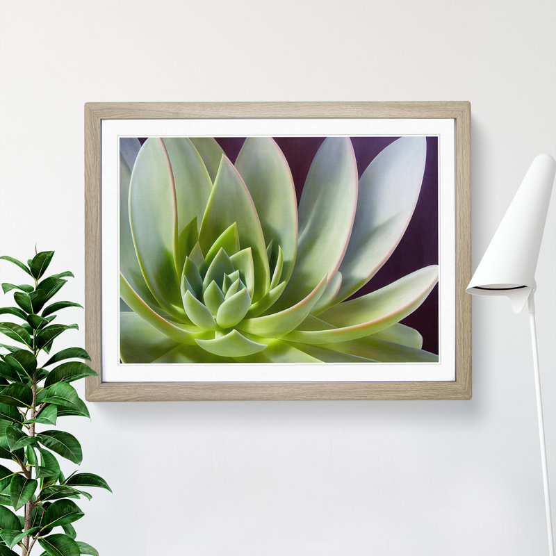 Interesting Succulent Plant - Framed Print, 25cm H x 34cm W x 2cm D, Oak