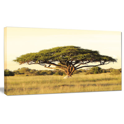 Acacia Tree on African Plain - Photograph Print