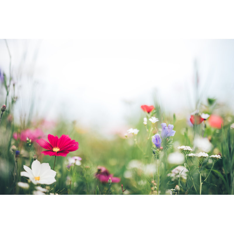 Meadow With Colorful Flowers - Wrapped Canvas Print, 51cm H x 76cm W x 3.8cm D